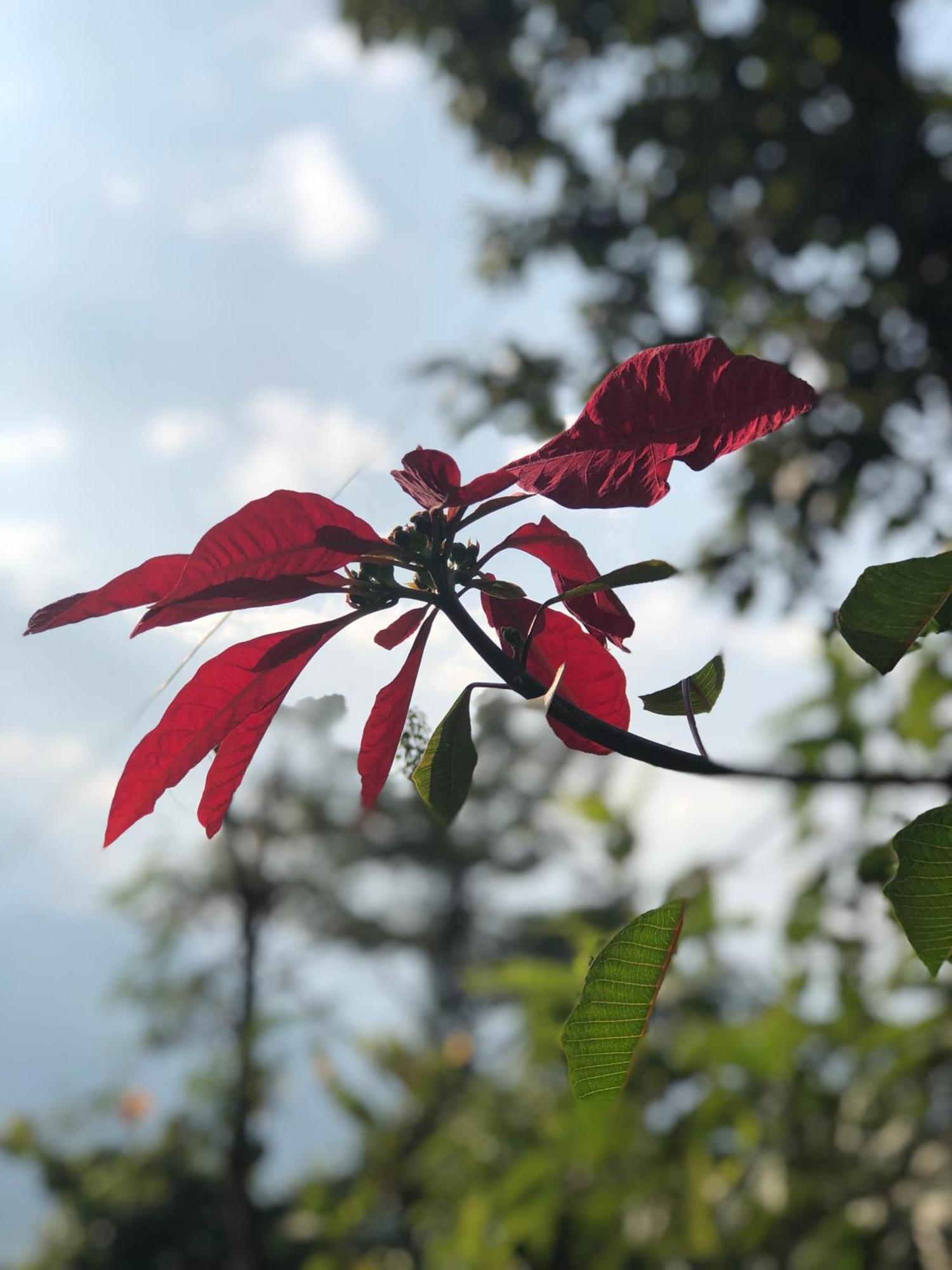 Kāskī Into The Wild Pokhara 빌라 외부 사진