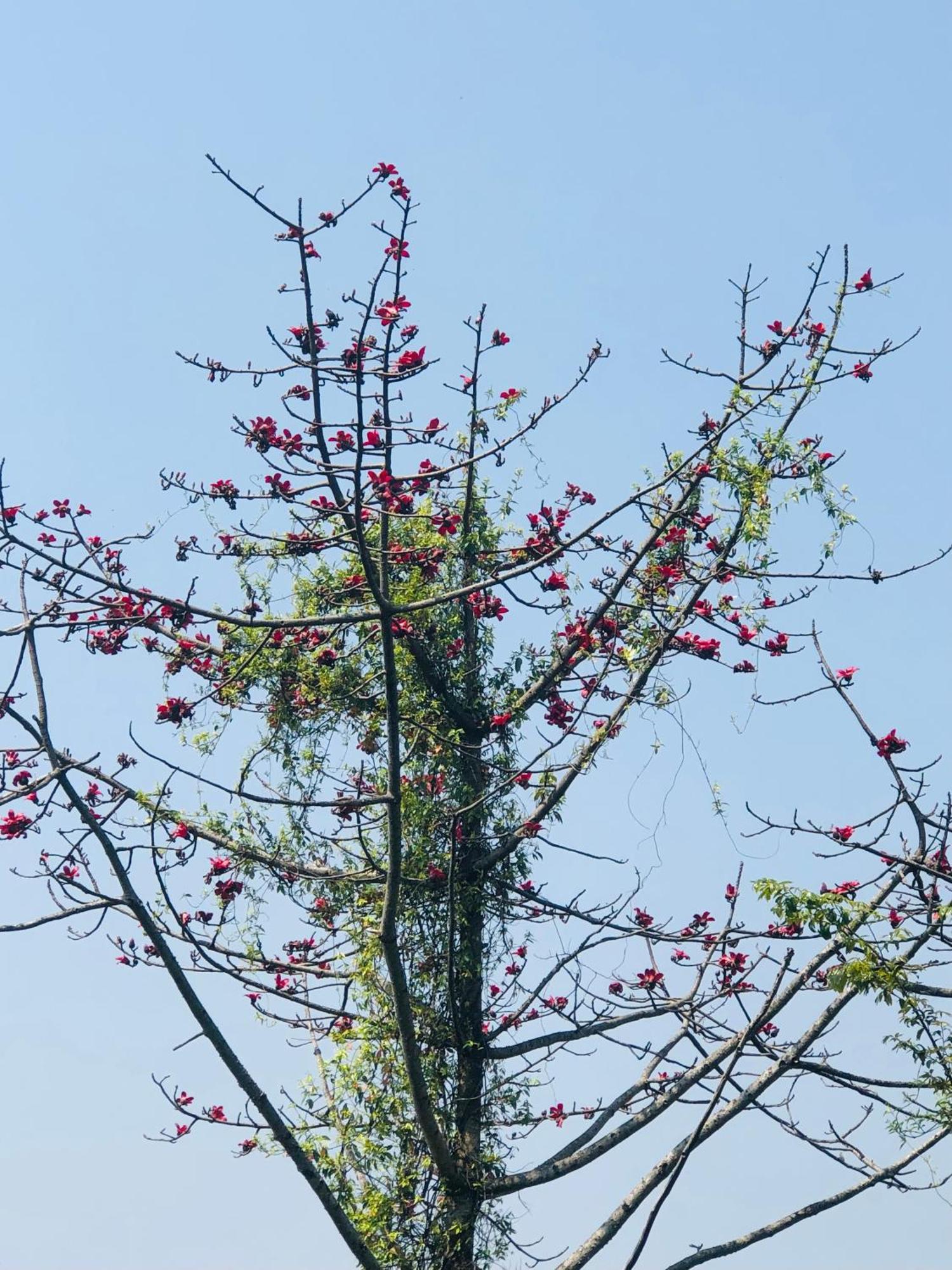 Kāskī Into The Wild Pokhara 빌라 외부 사진